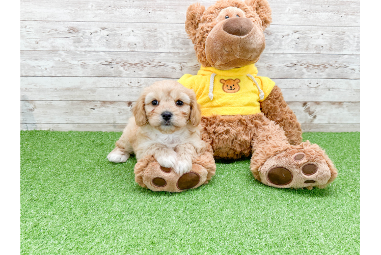 Fluffy Cavachon Designer Pup