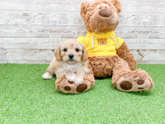 Fluffy Cavachon Designer Pup