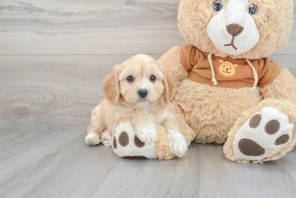 Cavachon Puppy for Adoption