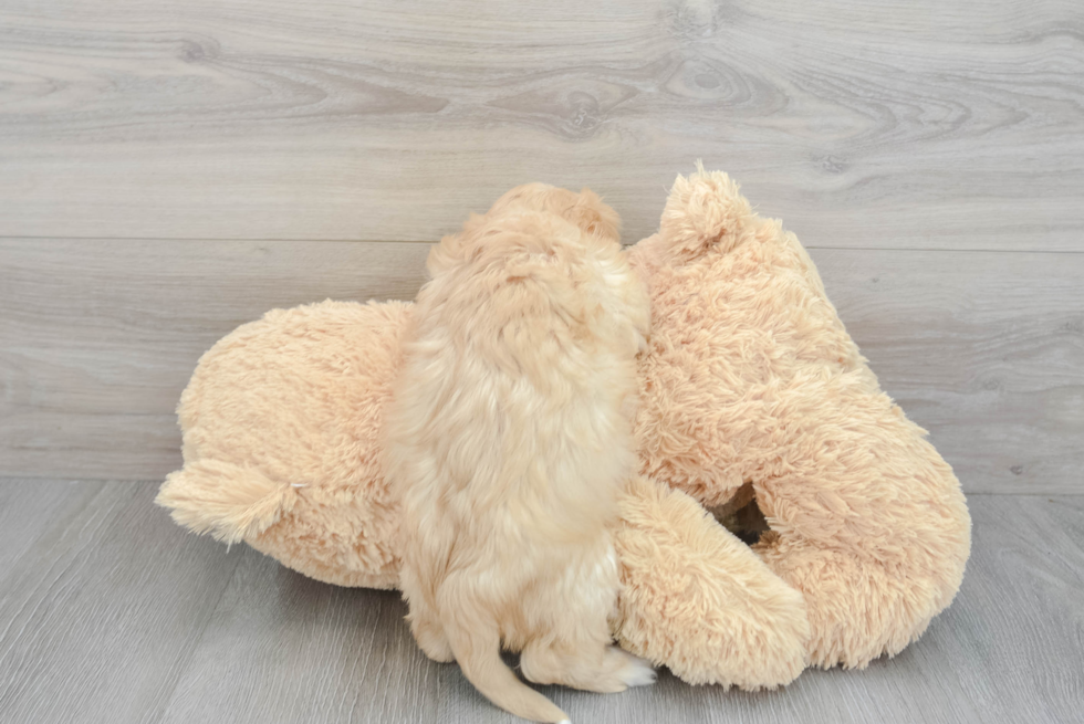 Cavachon Pup Being Cute