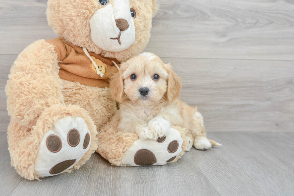 Adorable Cavalier Designer Puppy