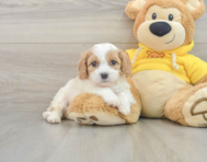 5 week old Cavachon Puppy For Sale - Premier Pups