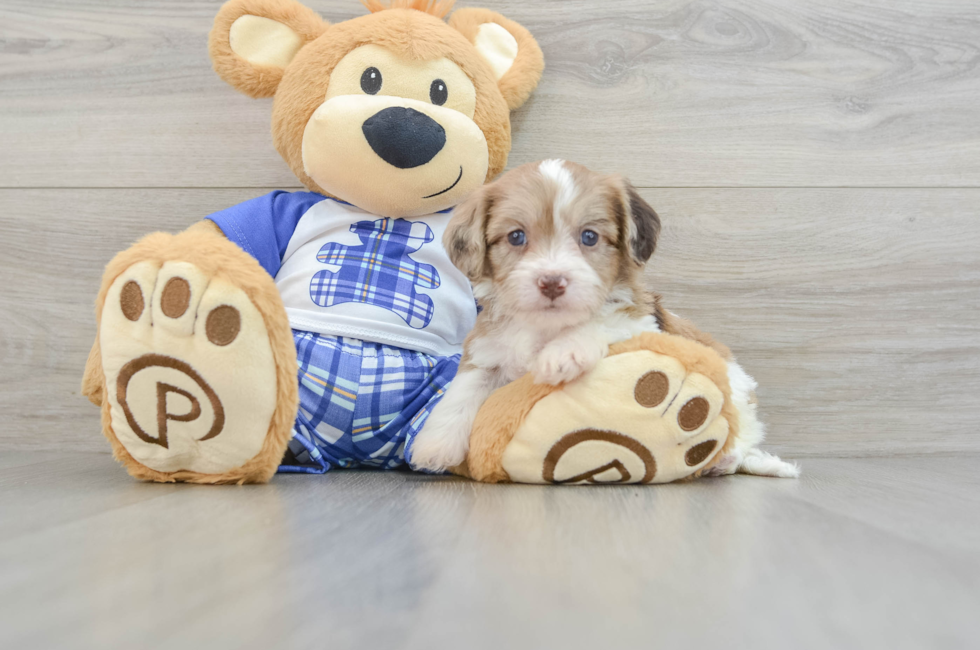 5 week old Cavachon Puppy For Sale - Premier Pups