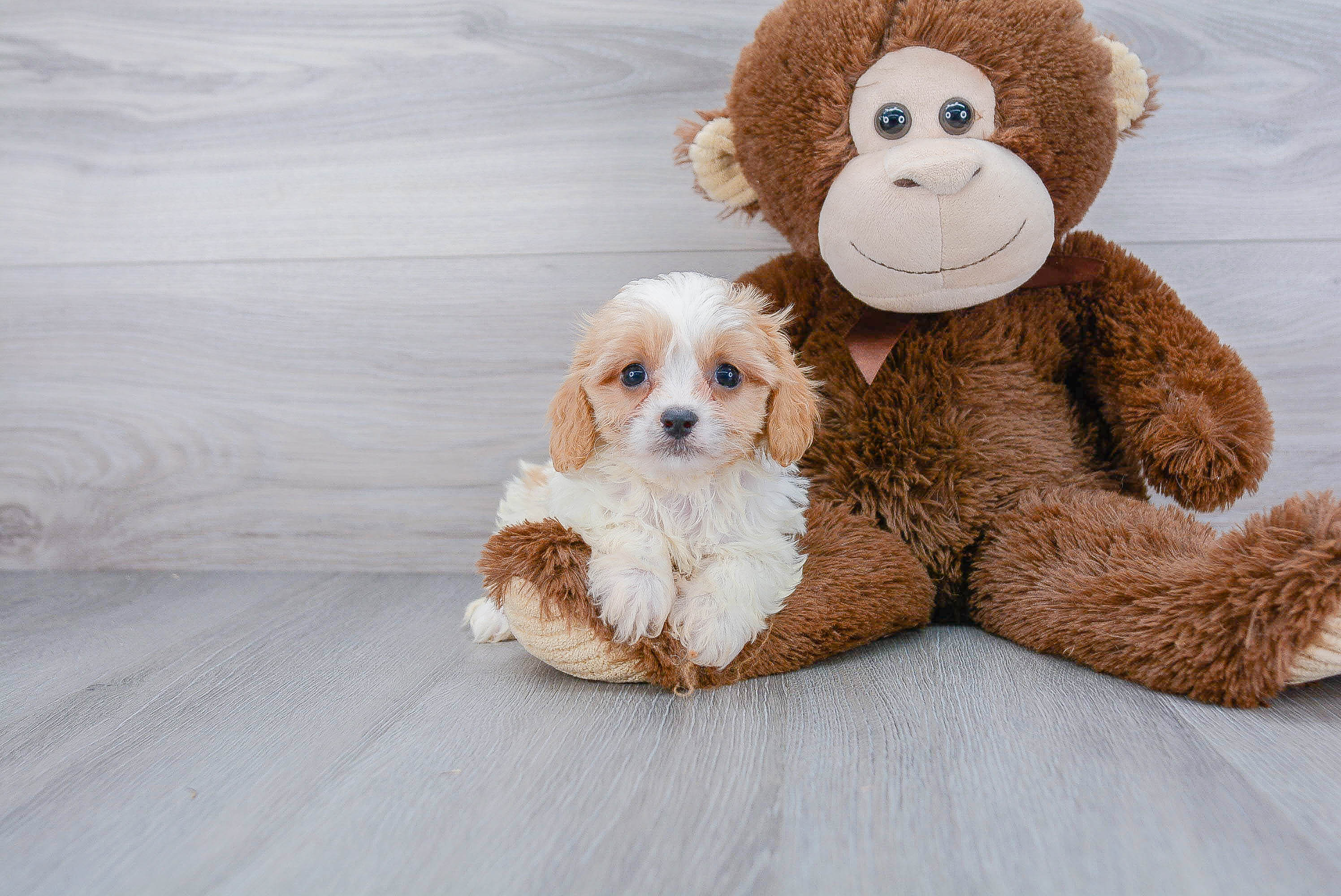Cavachon Pup Being Cute