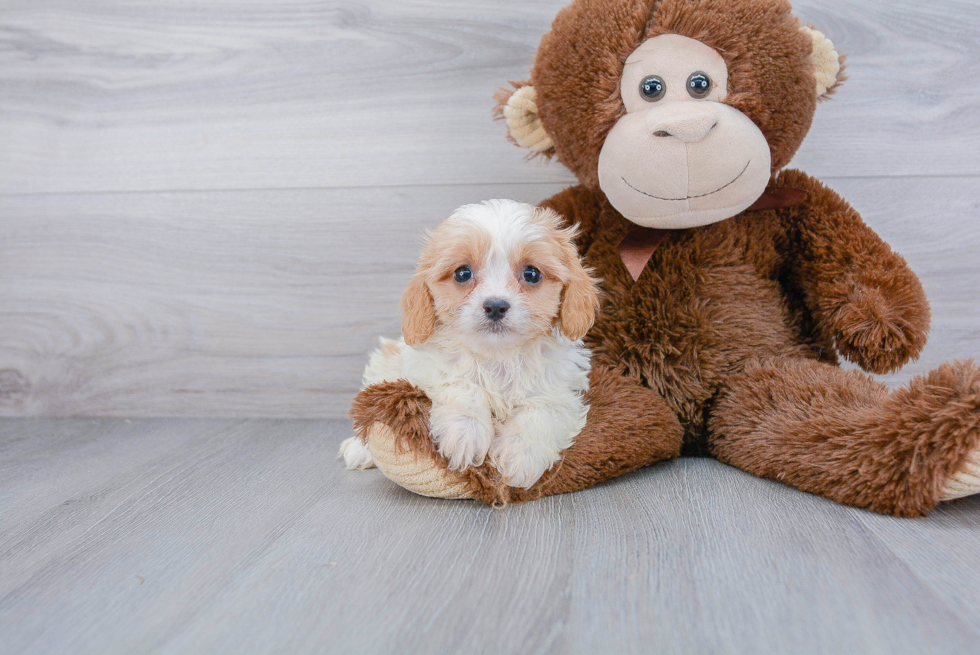 Cavachon Pup Being Cute