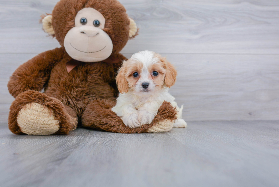 Small Cavachon Baby