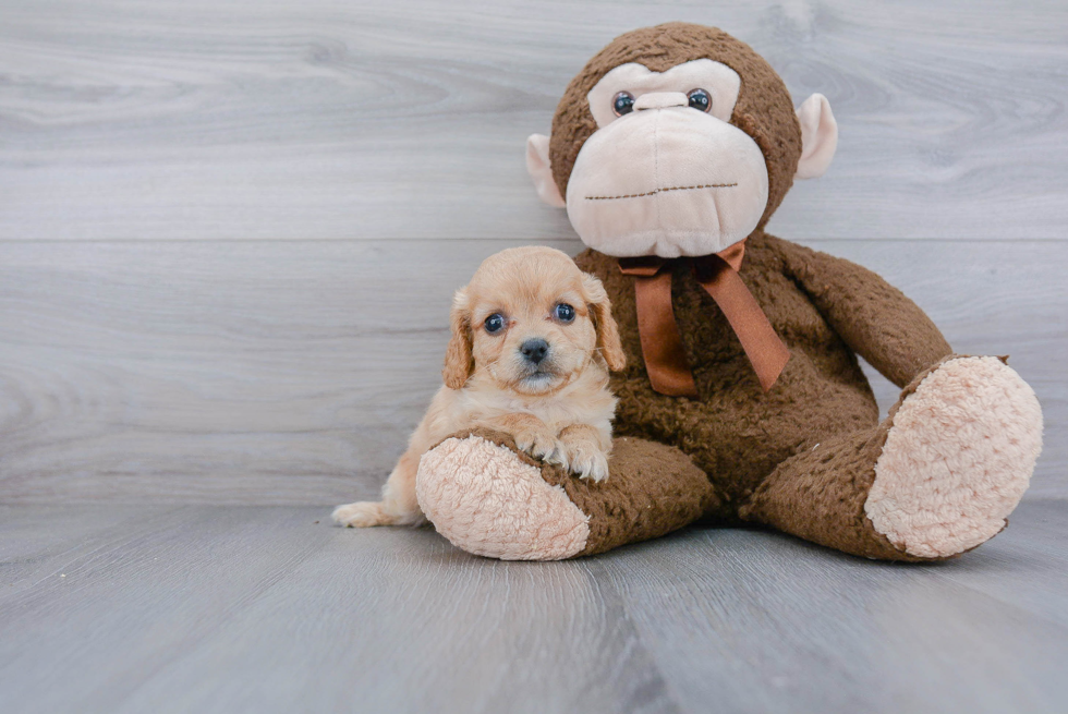 Hypoallergenic Cavalier Designer Puppy