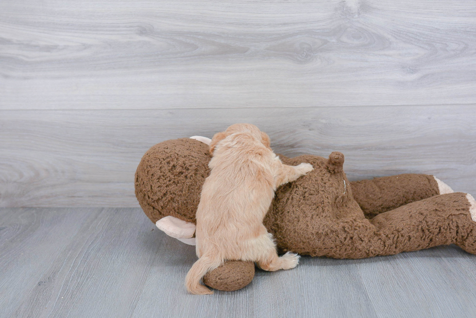 Cavachon Pup Being Cute