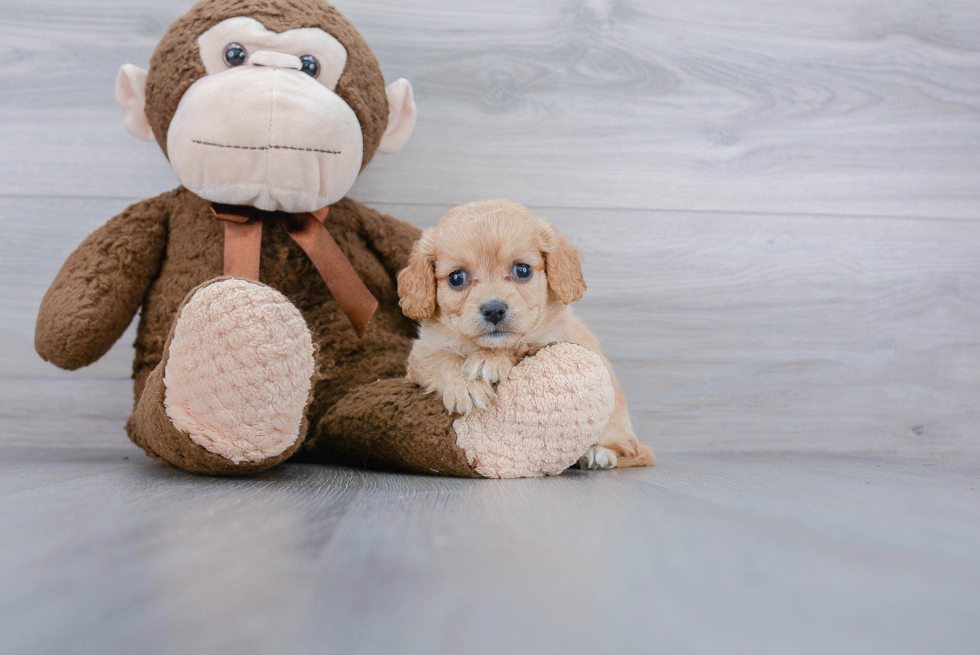 Cavachon Puppy for Adoption