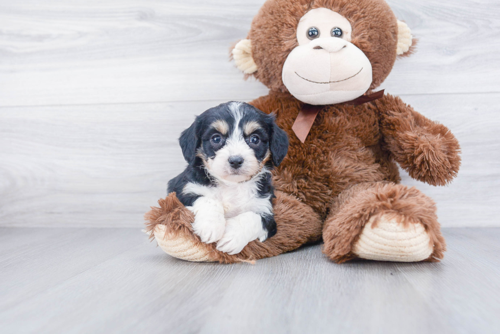 Best Cavachon Baby