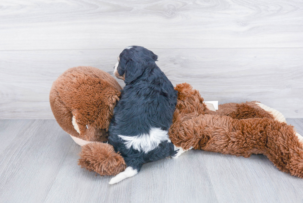 Cavachon Pup Being Cute