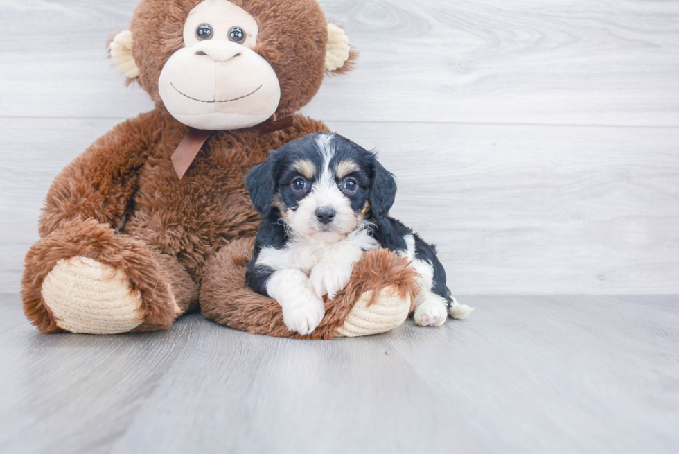 Best Cavachon Baby