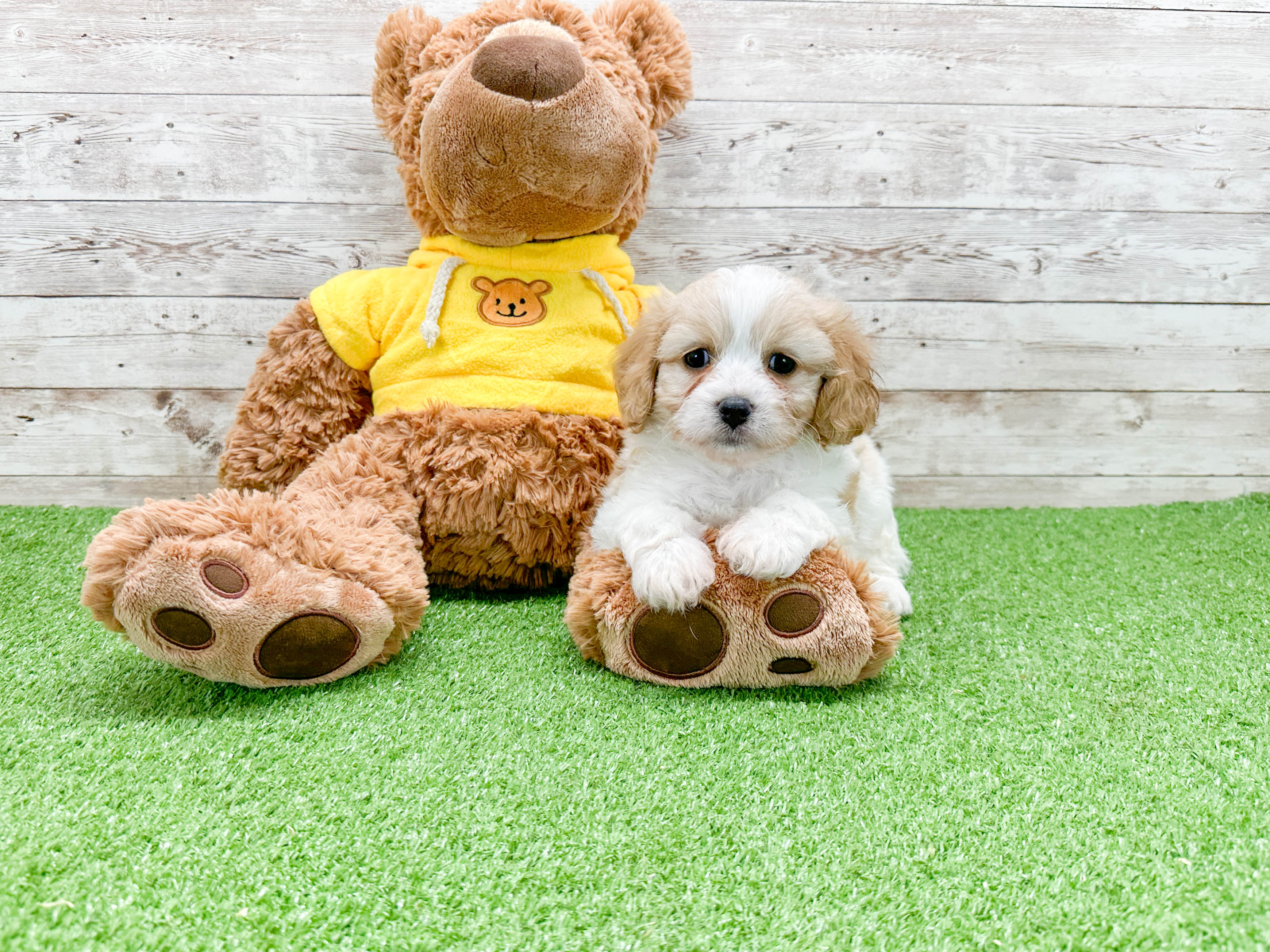 Small Cavachon Baby