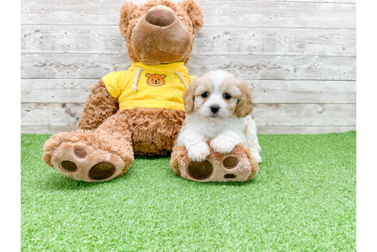 Small Cavachon Baby