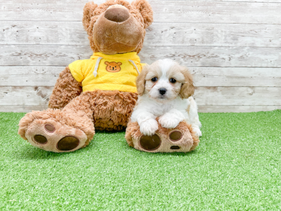 Small Cavachon Baby