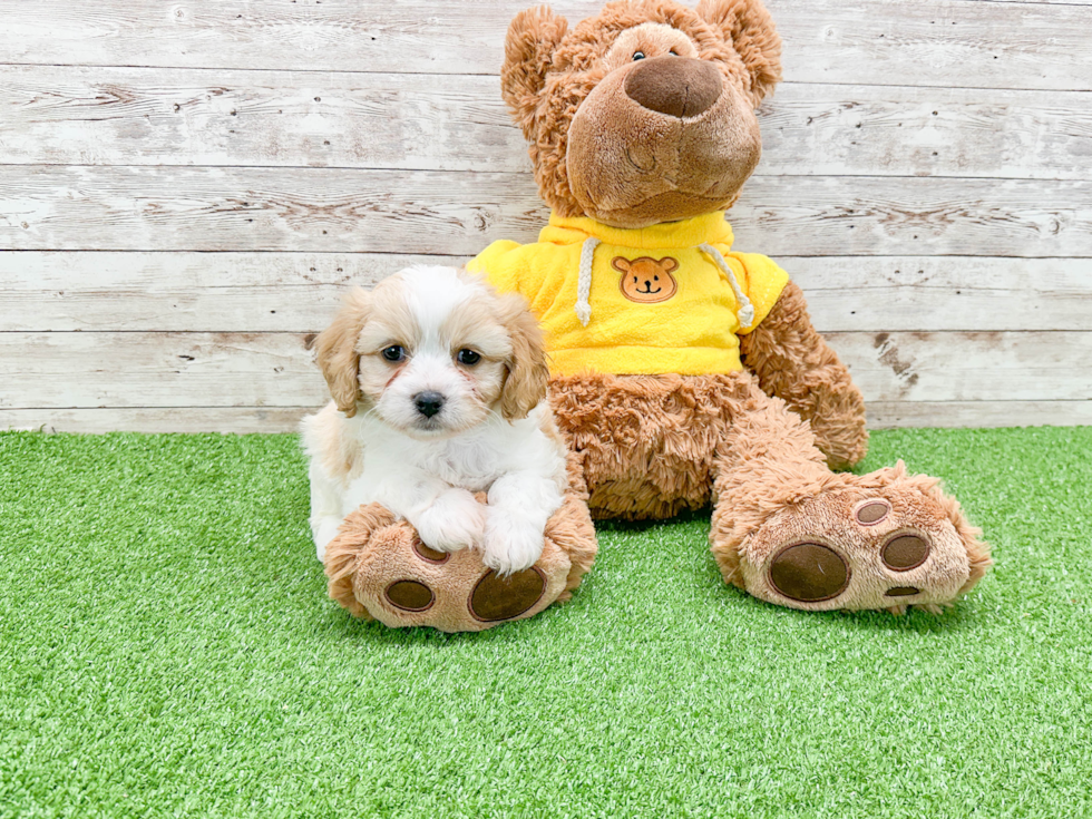 Cute Cavachon Baby