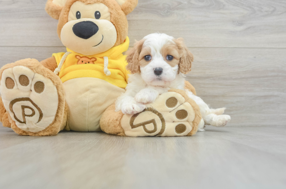 6 week old Cavachon Puppy For Sale - Premier Pups