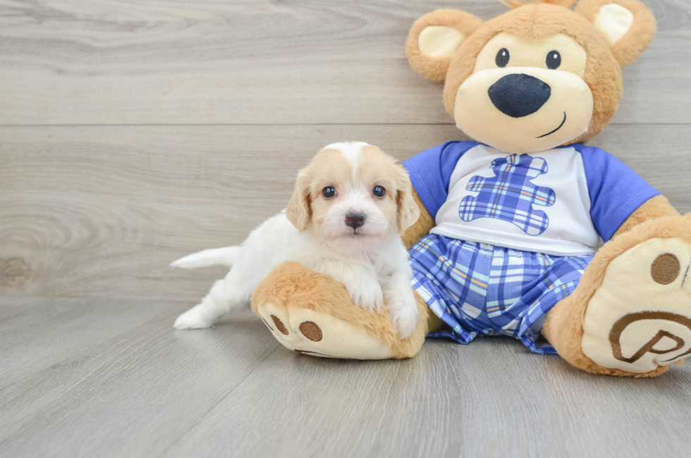 5 week old Cavachon Puppy For Sale - Premier Pups