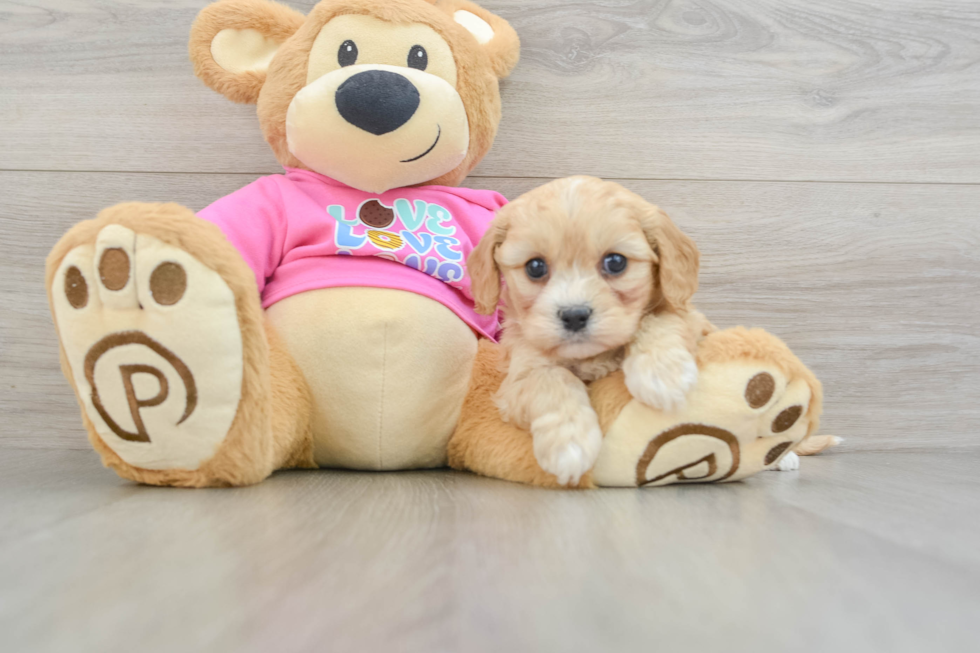 Cavachon Pup Being Cute