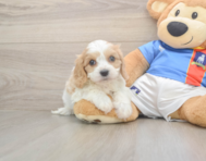 5 week old Cavachon Puppy For Sale - Premier Pups
