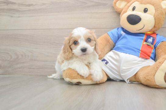 Best Cavachon Baby