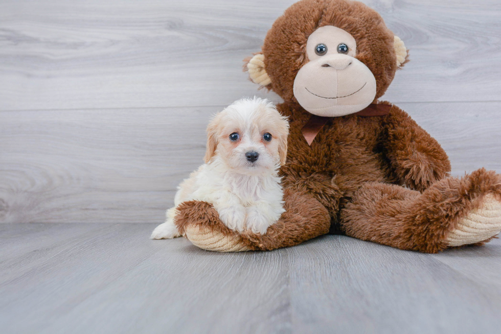 Small Cavachon Baby