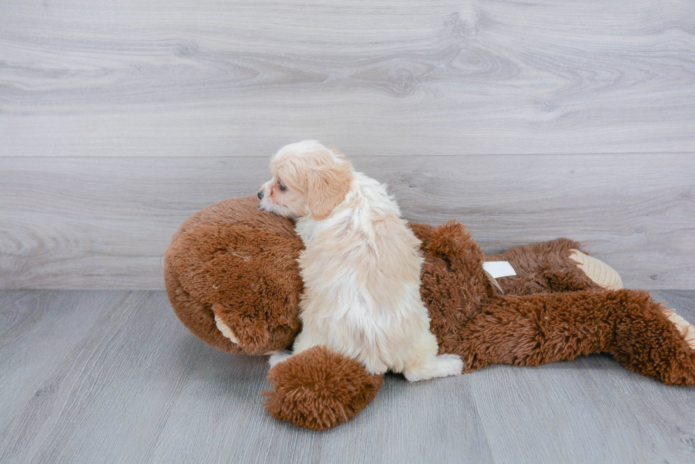 Friendly Cavachon Baby