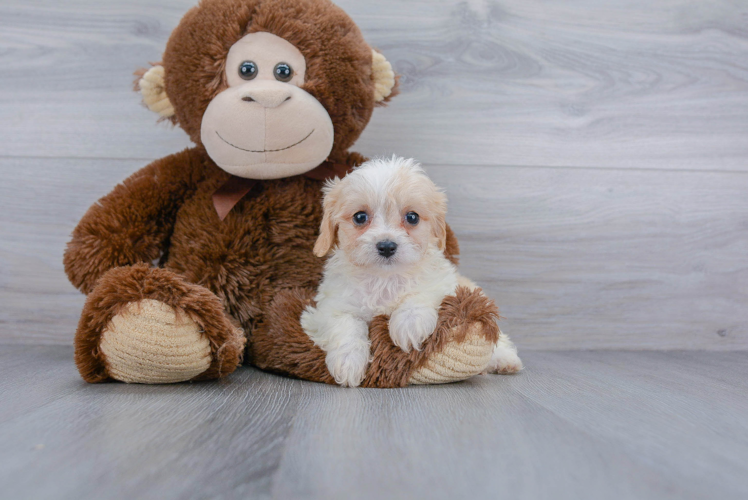 Adorable Cavalier Designer Puppy