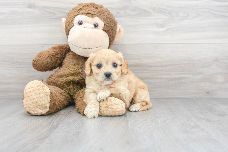 Popular Cavachon Designer Pup