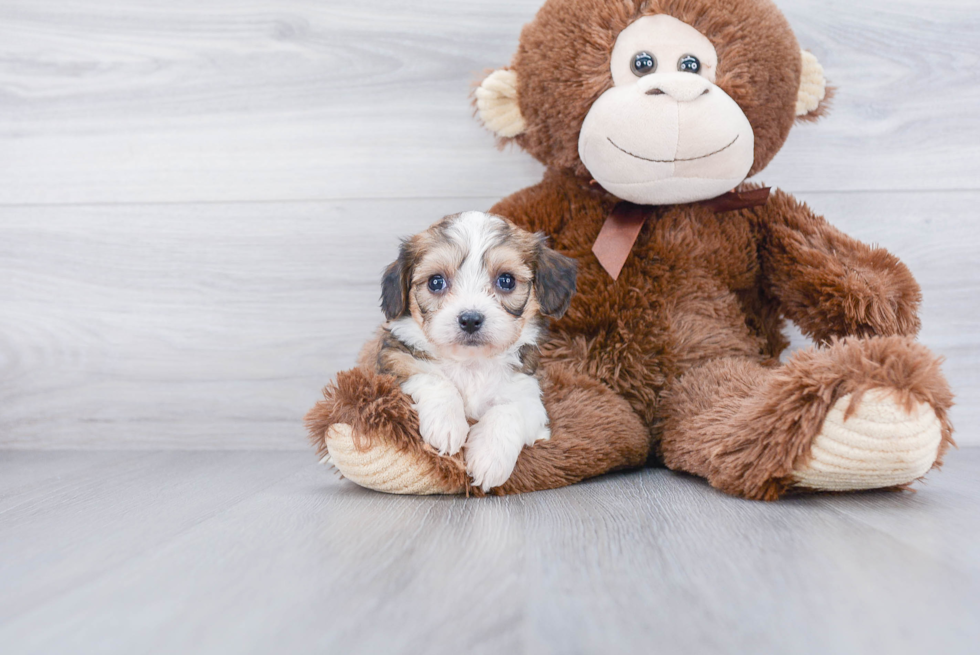 Fluffy Cavachon Designer Pup