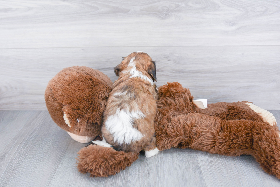 Best Cavachon Baby