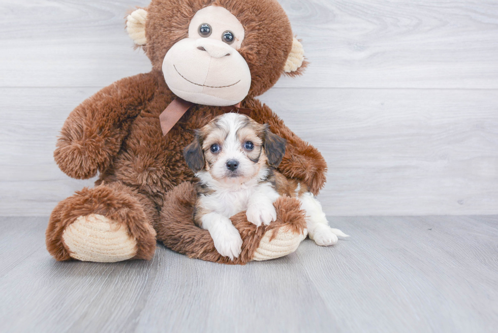 Cavachon Pup Being Cute