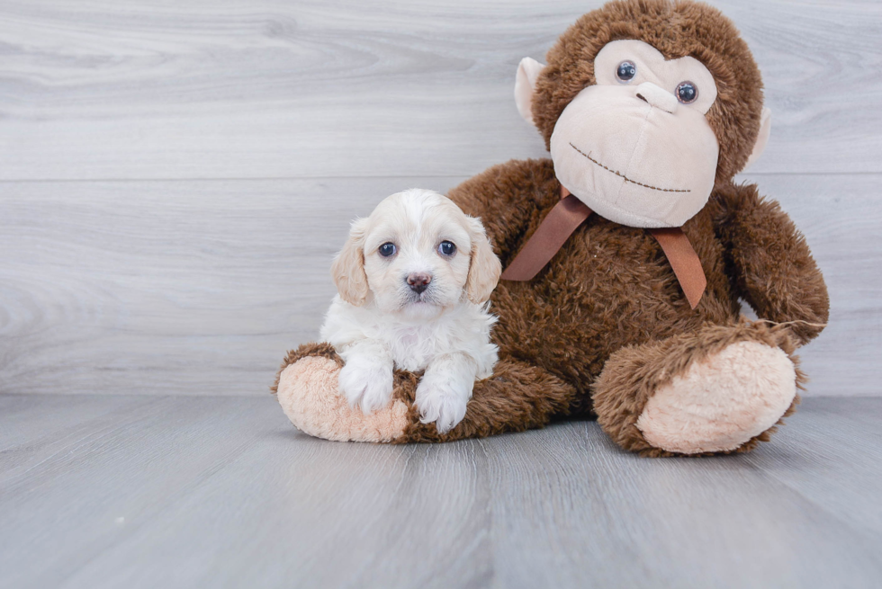 Happy Cavachon Baby