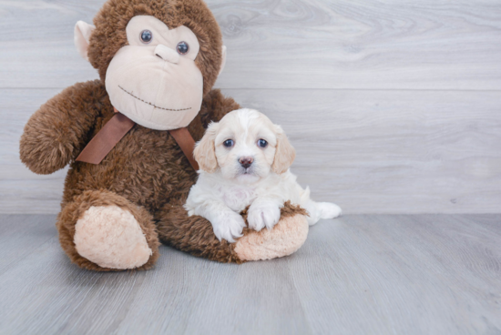 Cavachon Puppy for Adoption