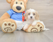 5 week old Cavachon Puppy For Sale - Premier Pups