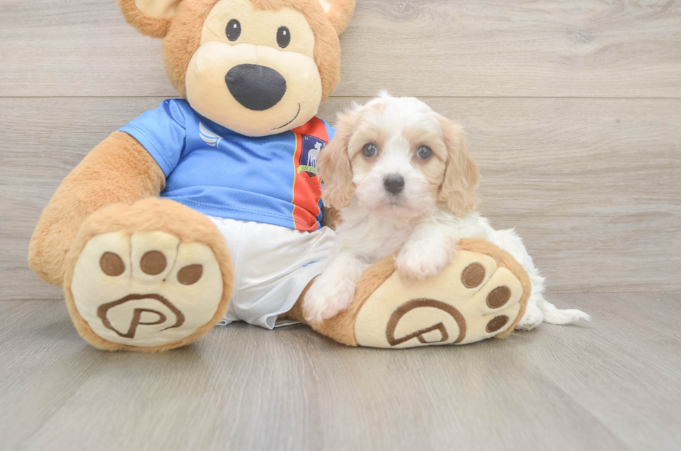 5 week old Cavachon Puppy For Sale - Premier Pups