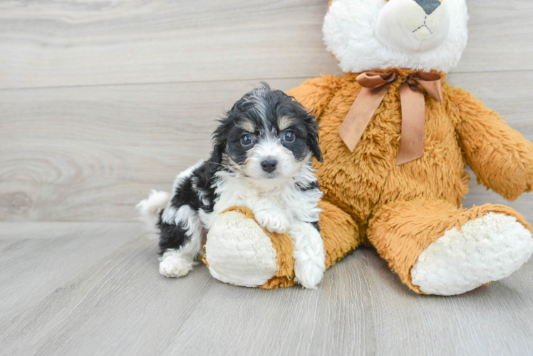 Cavachon Pup Being Cute