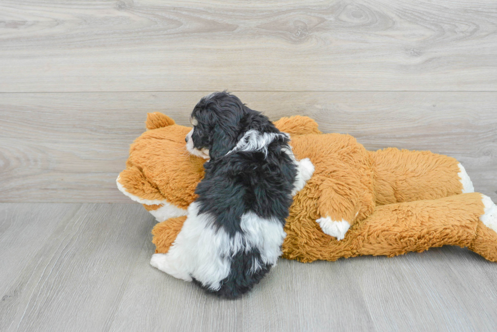 Small Cavachon Baby