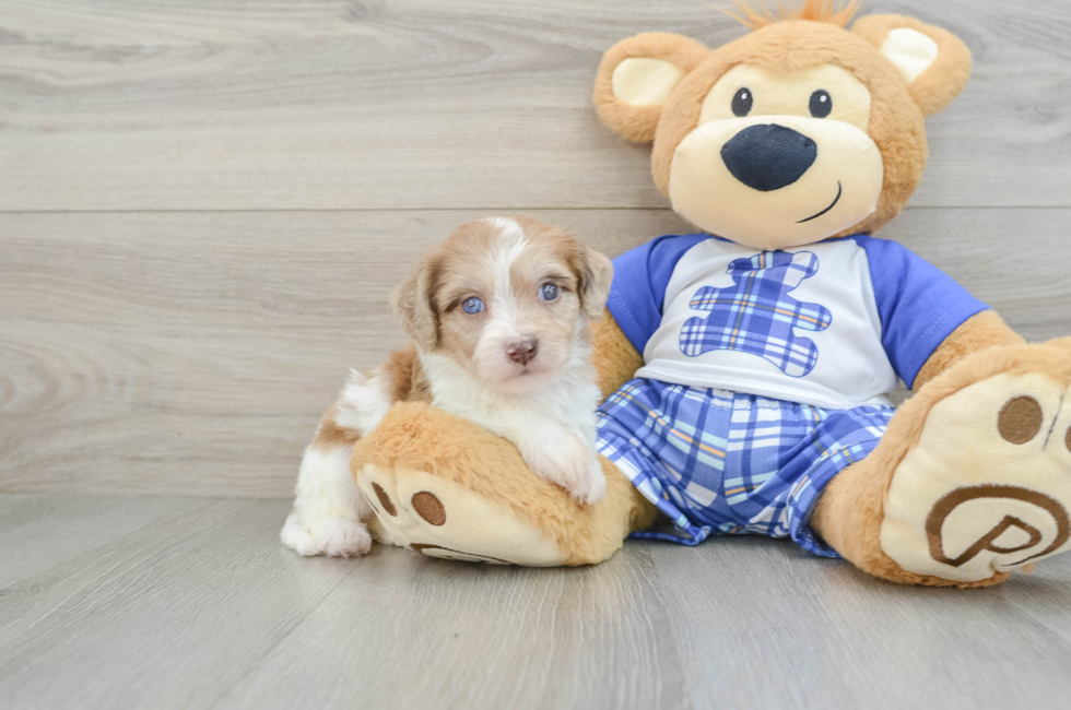 5 week old Cavachon Puppy For Sale - Premier Pups