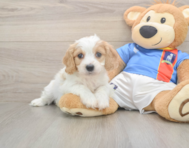 5 week old Cavachon Puppy For Sale - Premier Pups