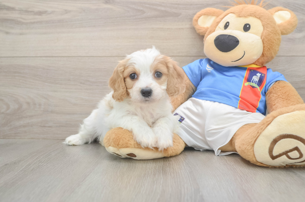 5 week old Cavachon Puppy For Sale - Premier Pups