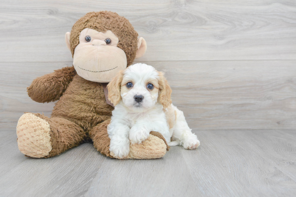 Small Cavachon Baby