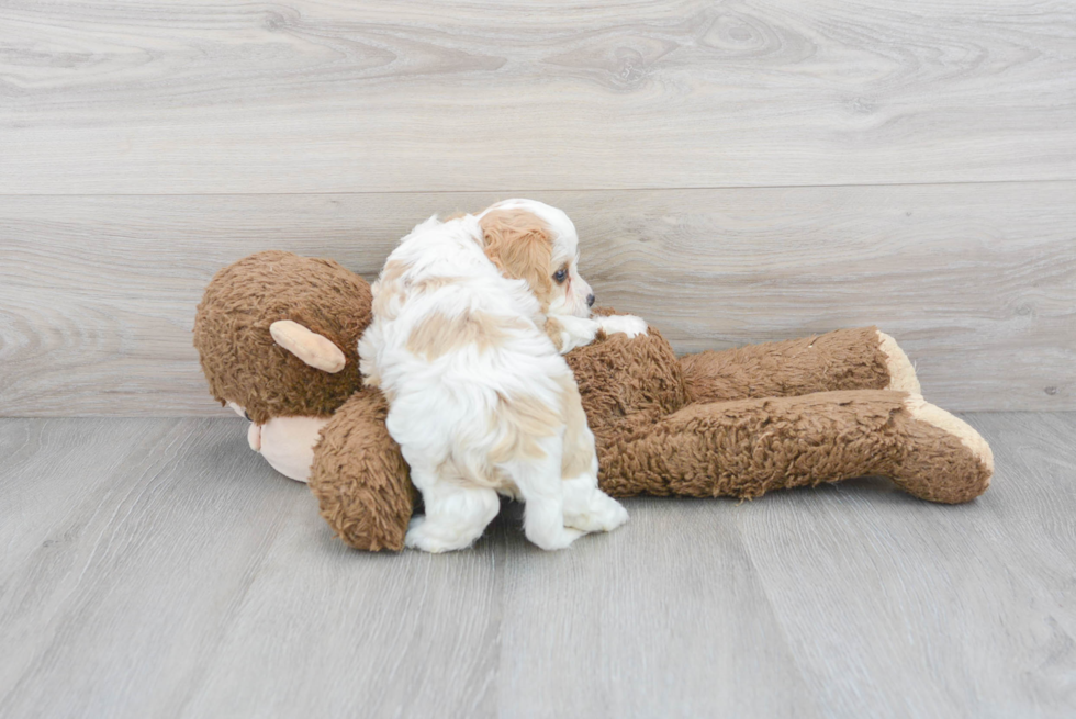 Cavachon Pup Being Cute