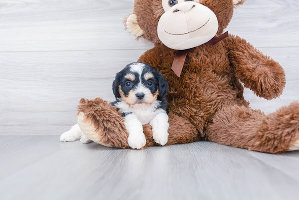 Cavachon Pup Being Cute