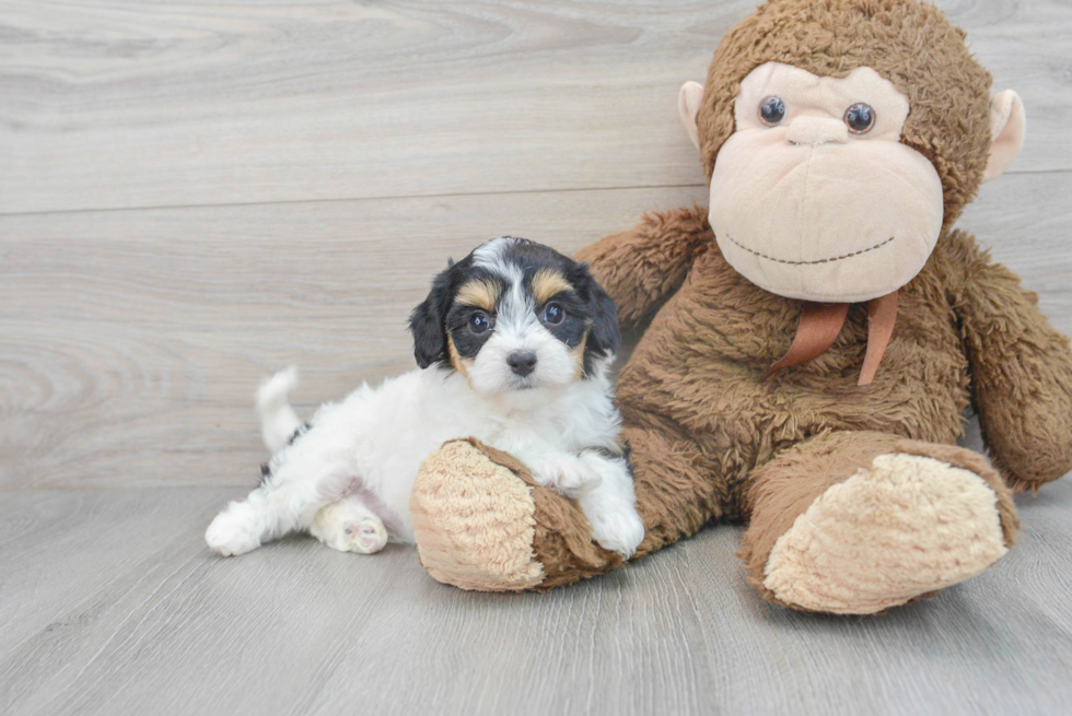 Petite Cavachon Designer Pup