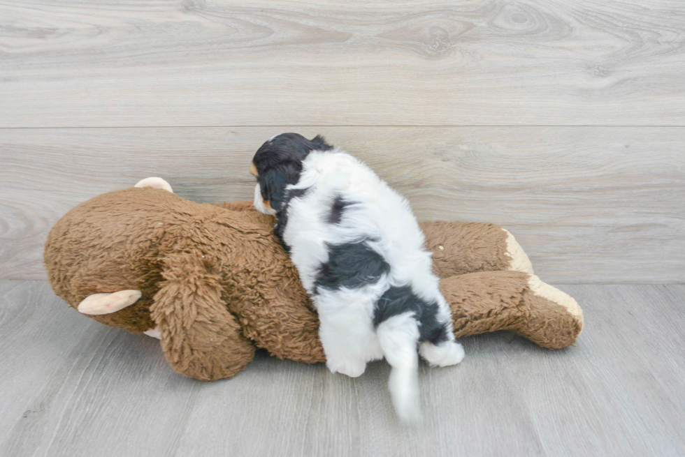 Best Cavachon Baby