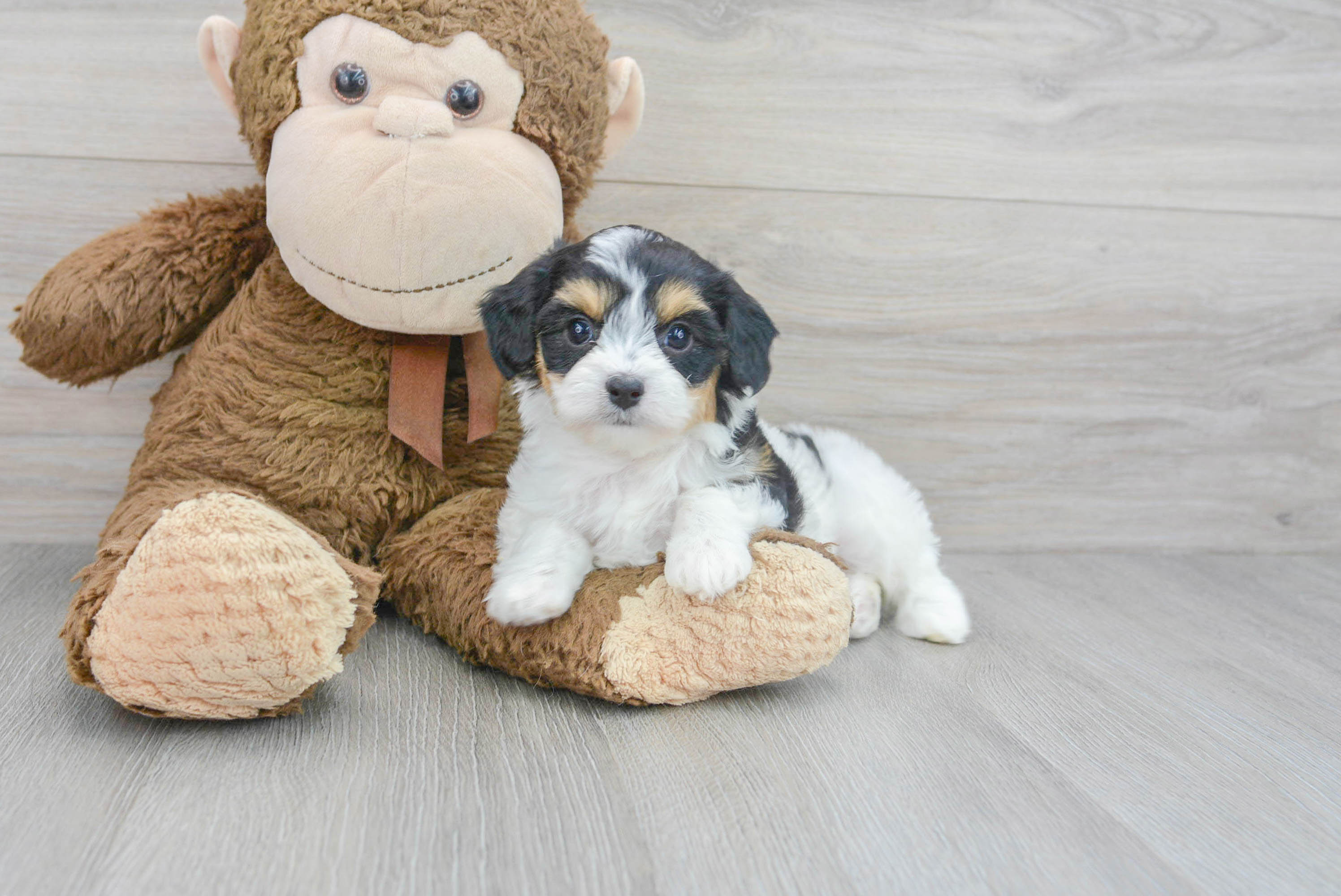 Happy Cavachon Baby