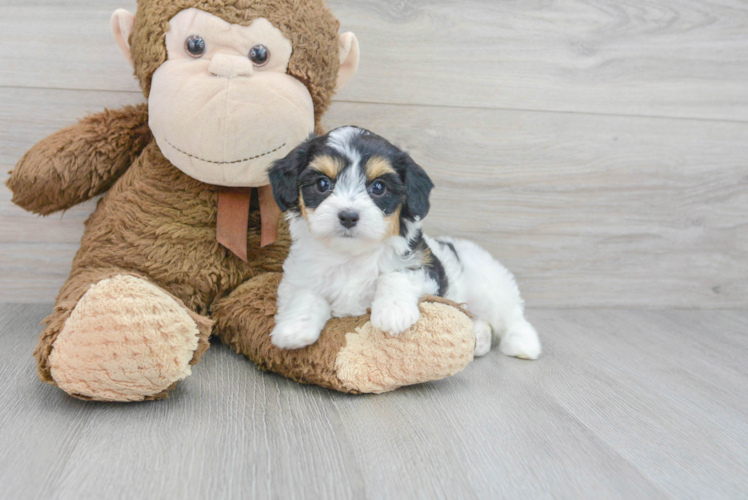 Happy Cavachon Baby