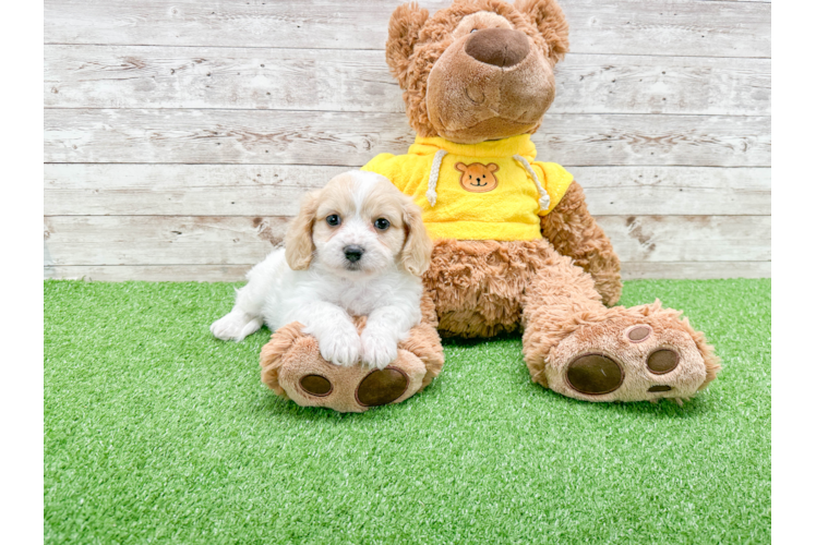 Cavachon Pup Being Cute