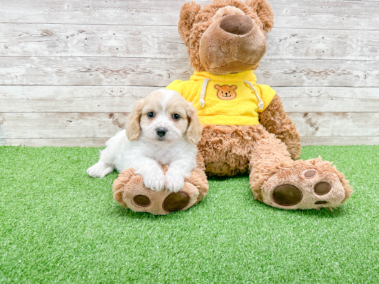 Cavachon Pup Being Cute